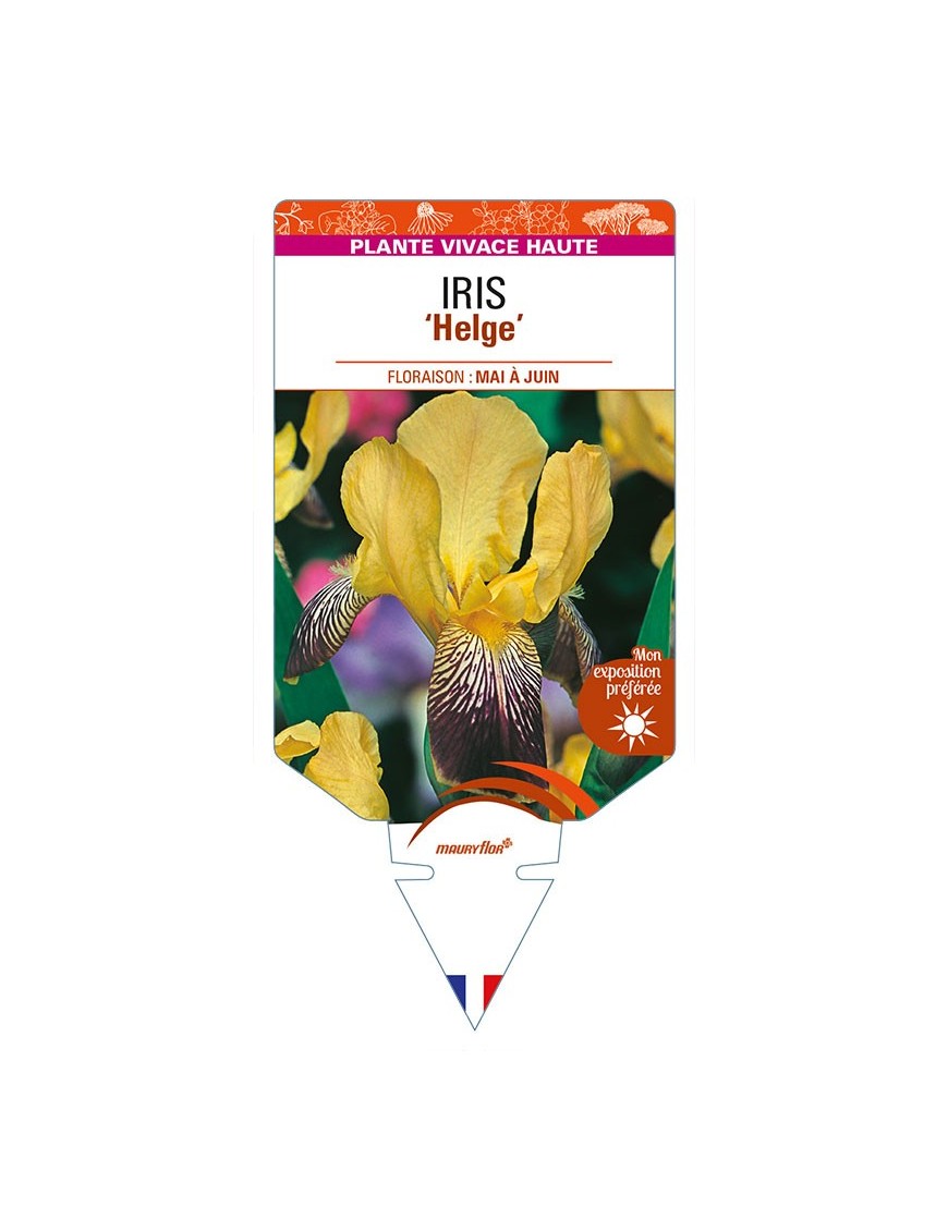 IRIS (germanica) 'Helge'