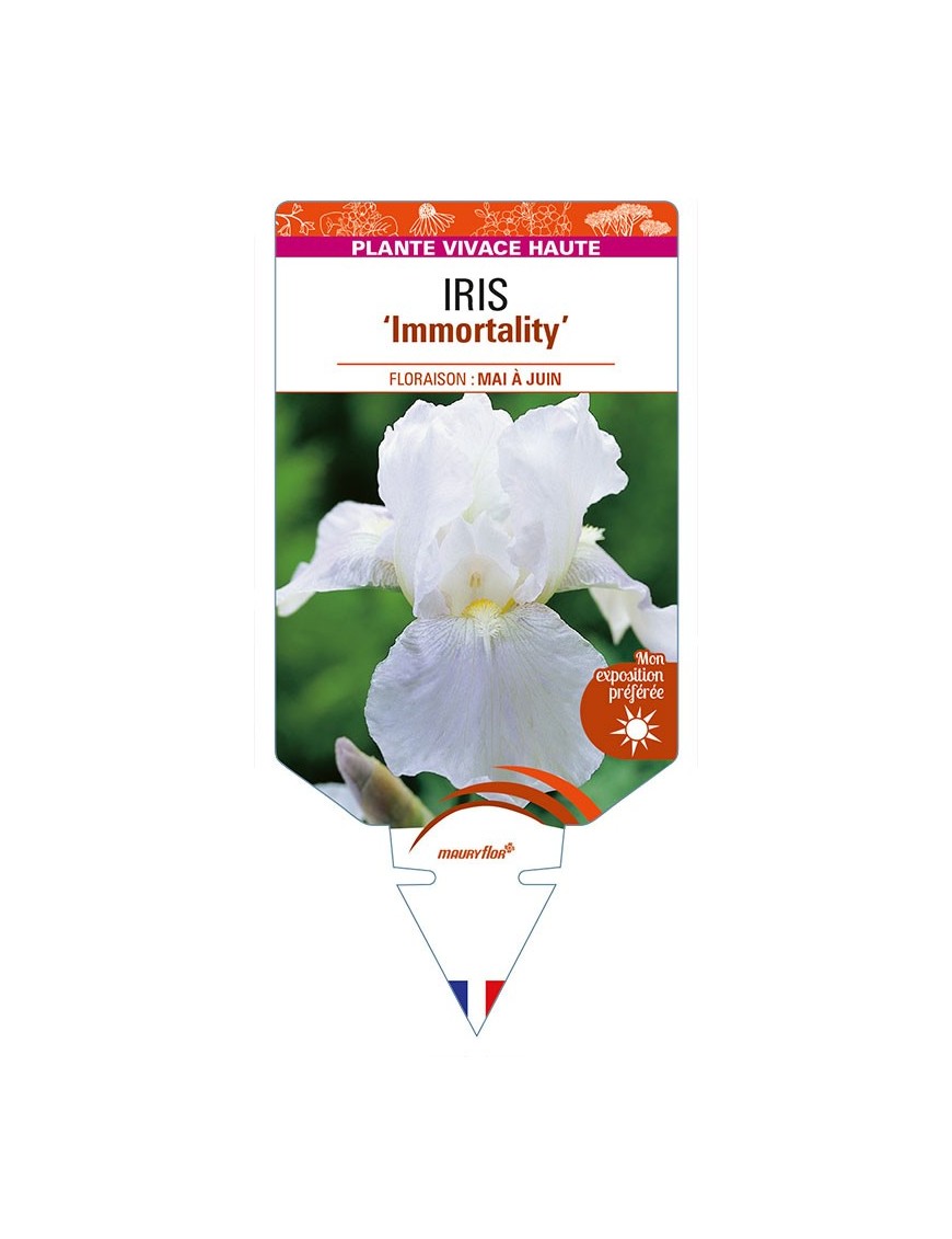 IRIS (germanica) 'Immortality'