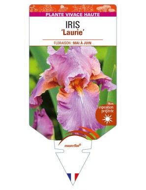 IRIS (germanica) 'Laurie'