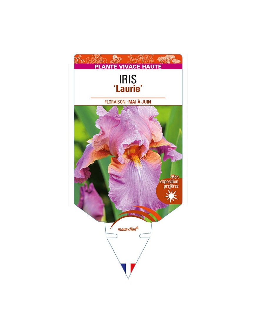 IRIS (germanica) 'Laurie'