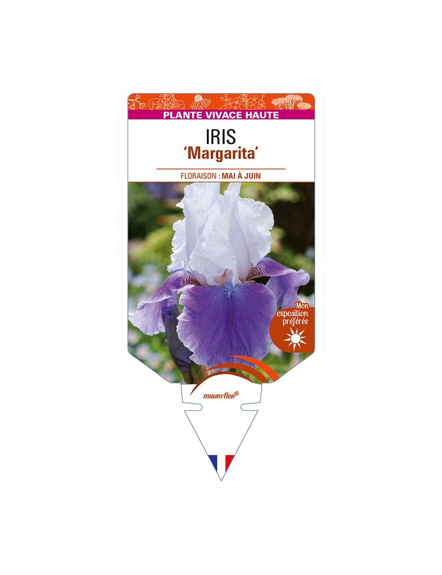 IRIS (germanica) 'Margarita'
