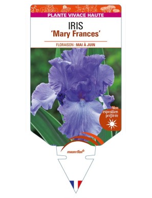 IRIS (germanica) 'Mary Frances'