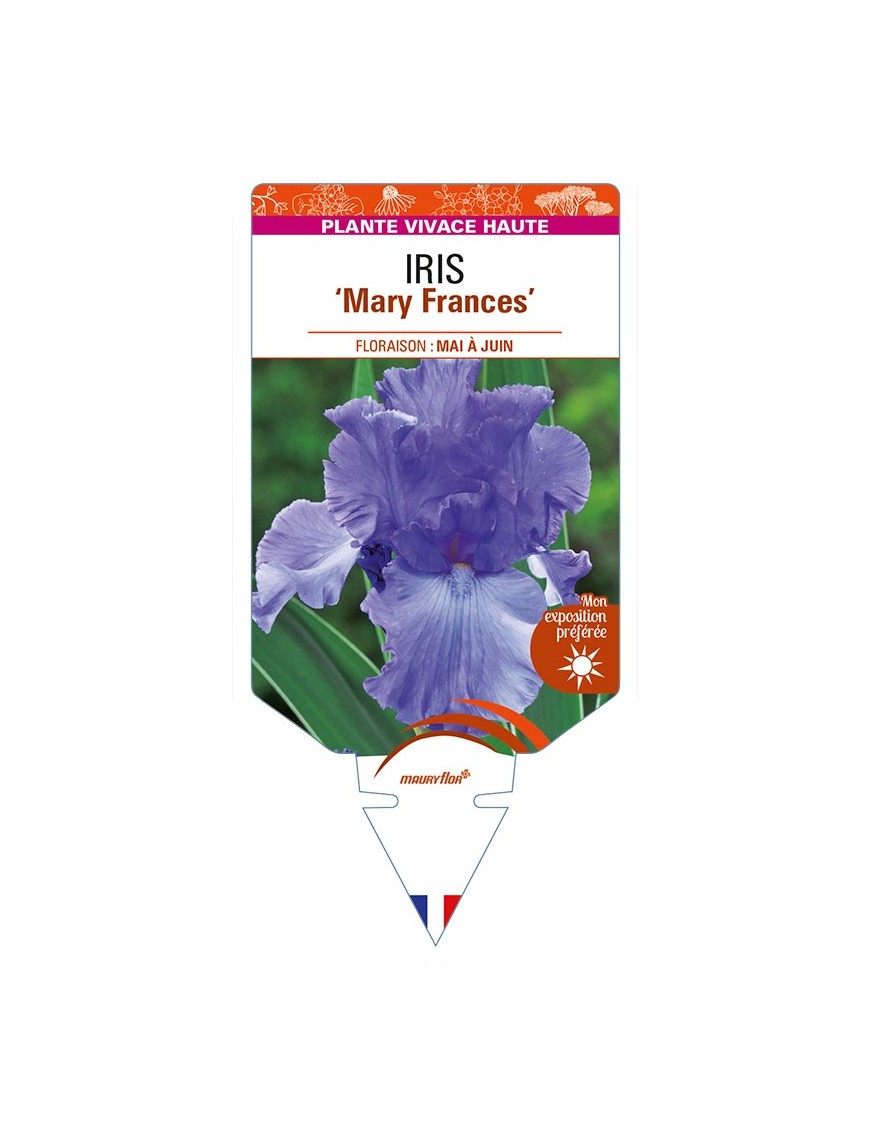 IRIS (germanica) 'Mary Frances'
