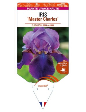 IRIS (germanica) 'Master Charles'