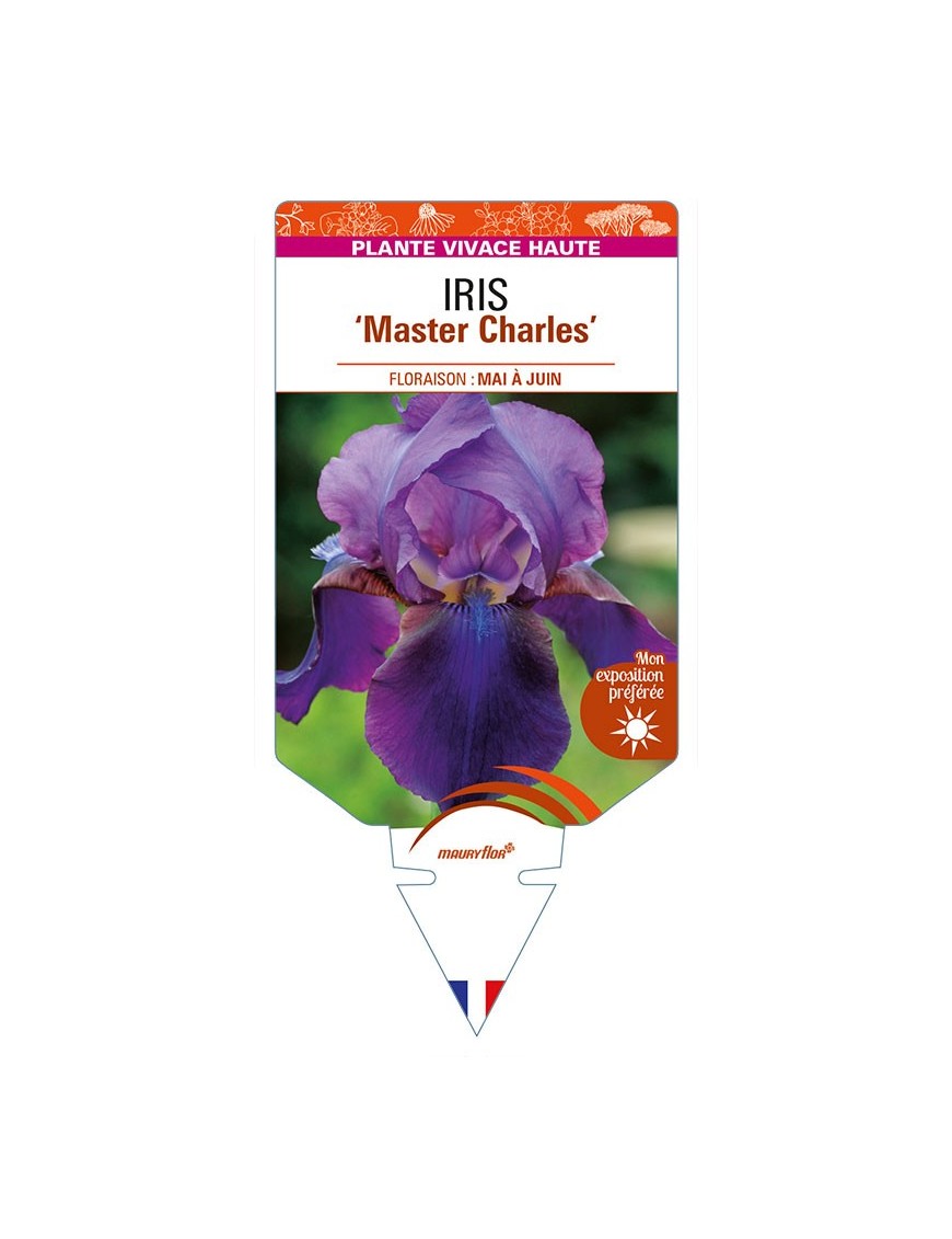 IRIS (germanica) 'Master Charles'