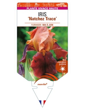 IRIS (germanica) 'Natchez Trace'