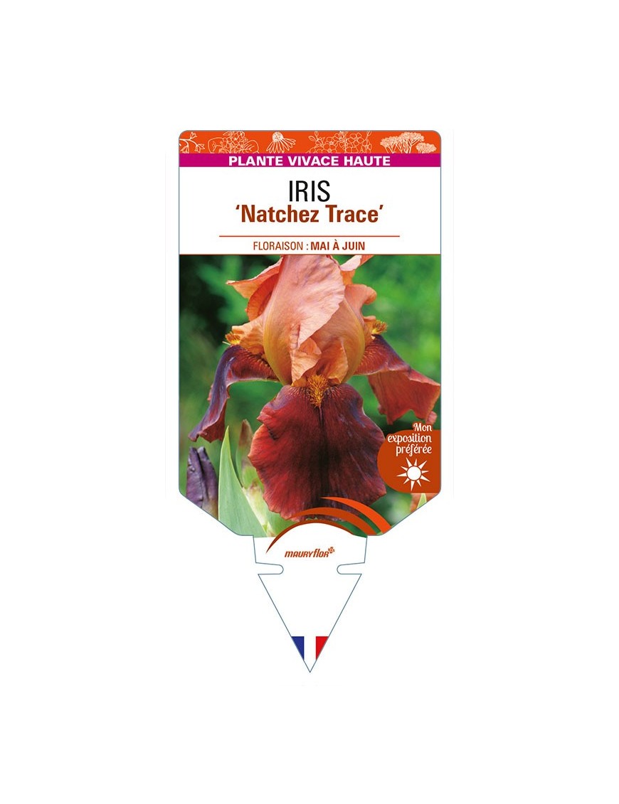 IRIS (germanica) 'Natchez Trace'