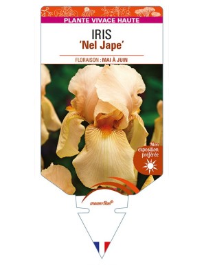 IRIS (germanica) 'Nel Jape'