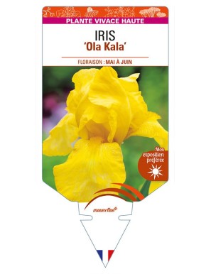 IRIS (germanica) 'Ola Kala'