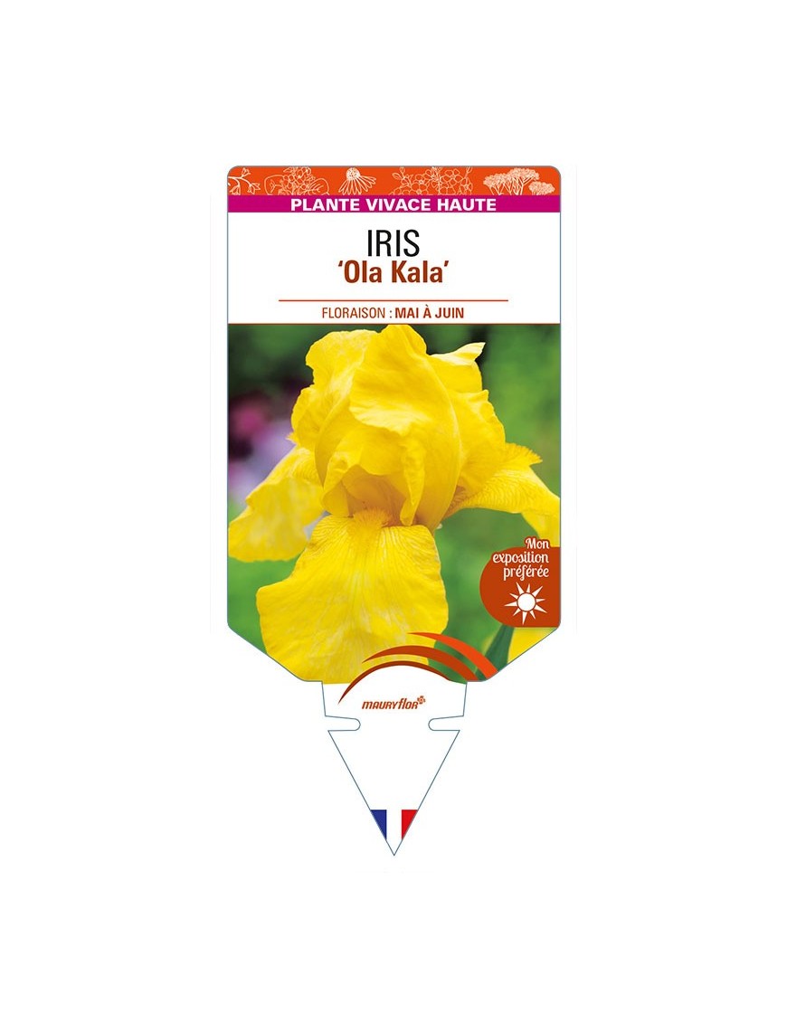 IRIS (germanica) 'Ola Kala'