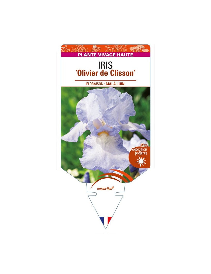 IRIS (germanica) 'Olivier de Clisson'