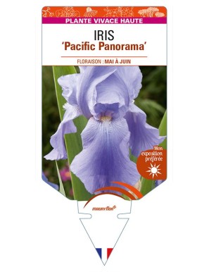 IRIS (germanica) 'Pacific Panorama'
