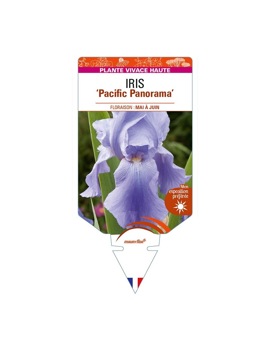 IRIS (germanica) 'Pacific Panorama'