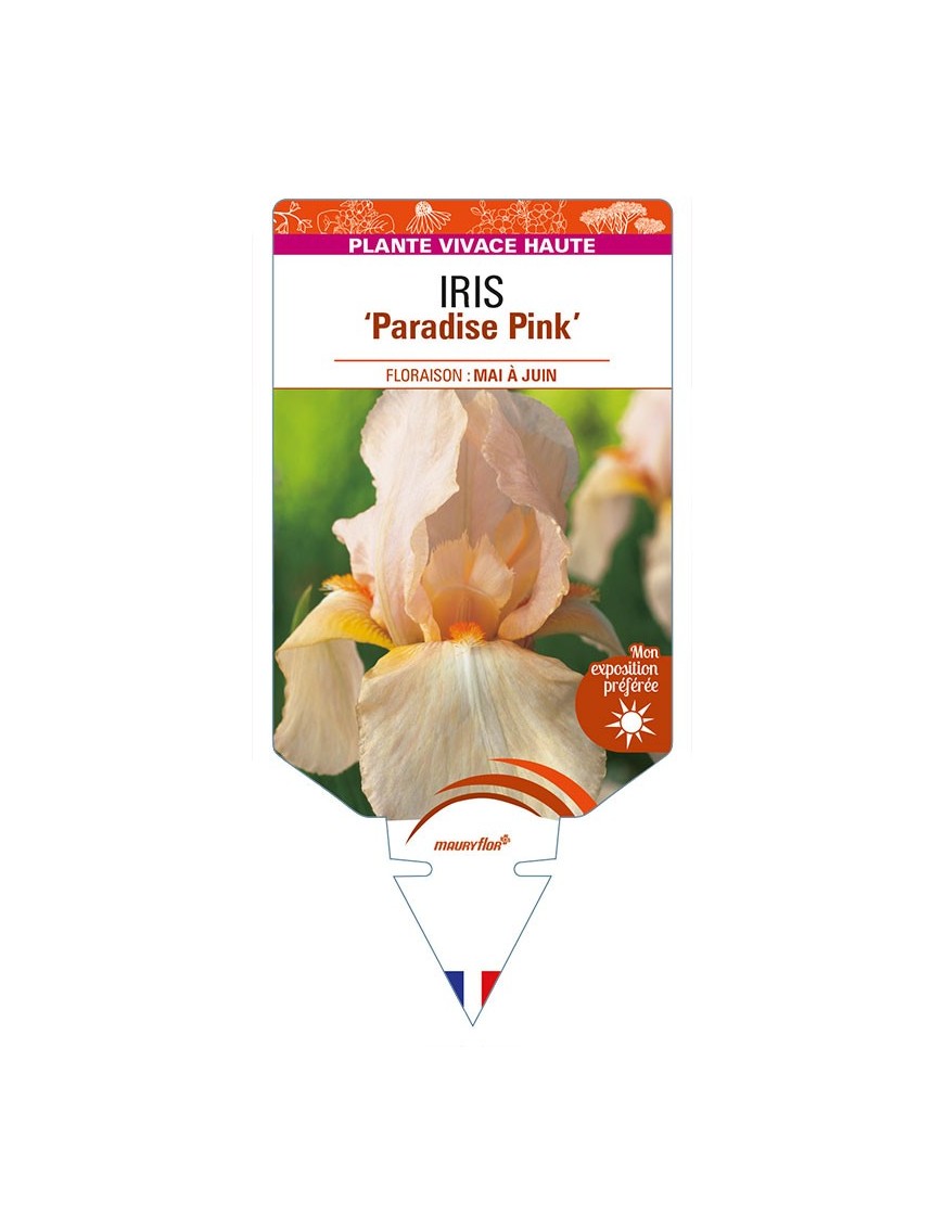 IRIS (germanica) 'Paradise Pink'