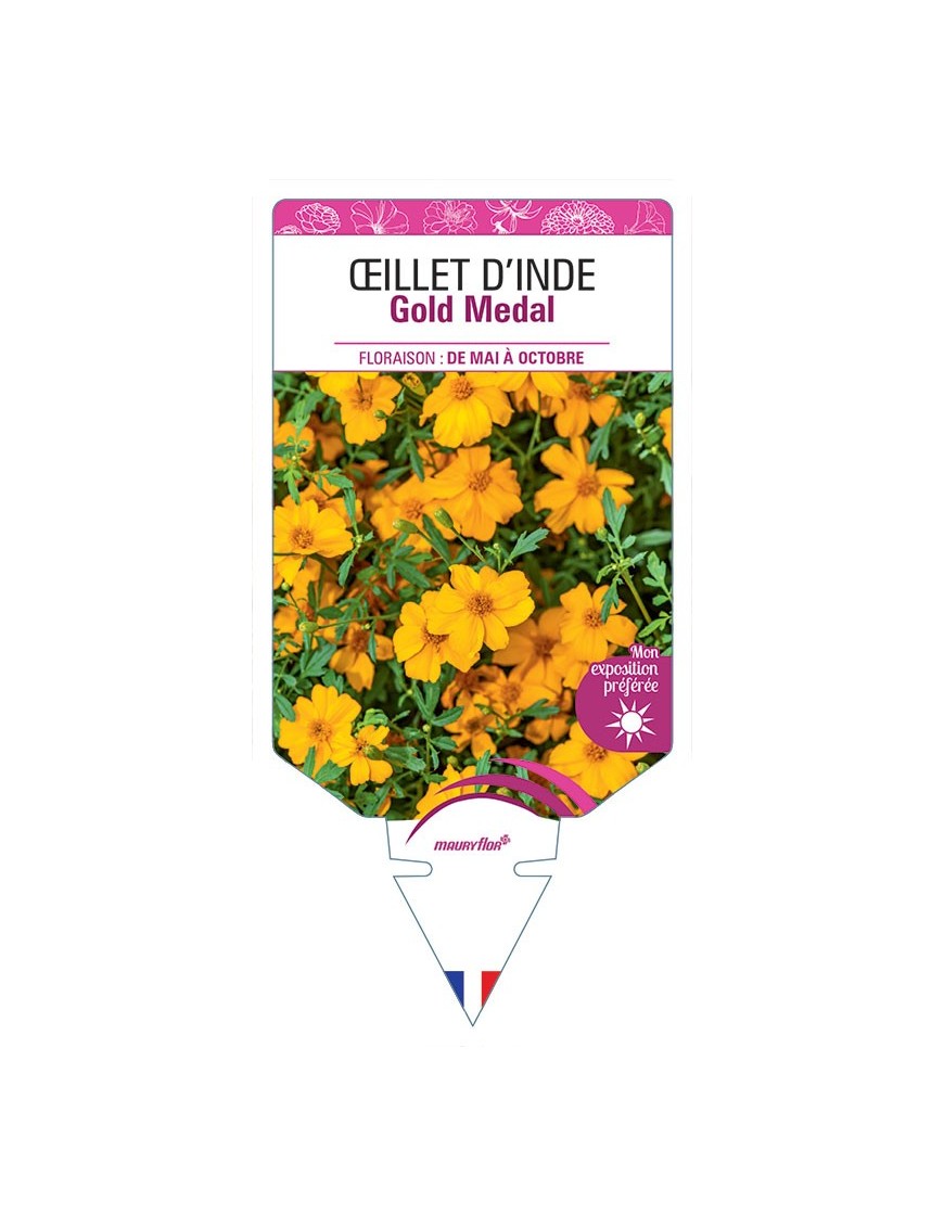 ŒILLET D'INDE GOLD MEDAL