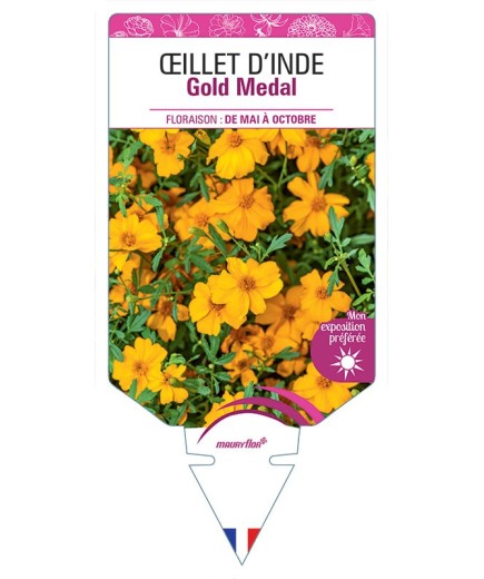 ŒILLET D'INDE GOLD MEDAL