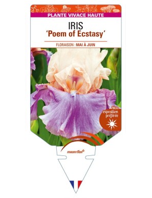 IRIS (germanica) 'Poem of Ecstasy'