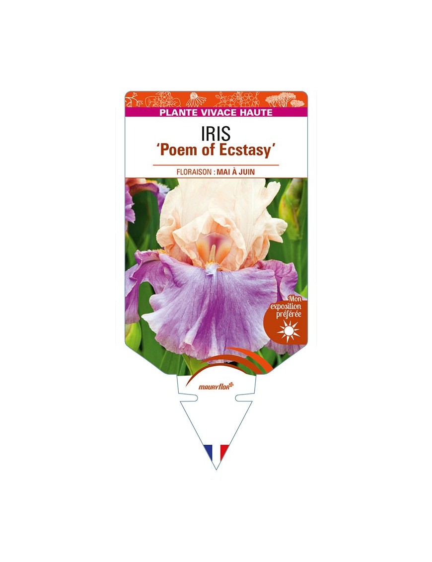 IRIS (germanica) 'Poem of Ecstasy'