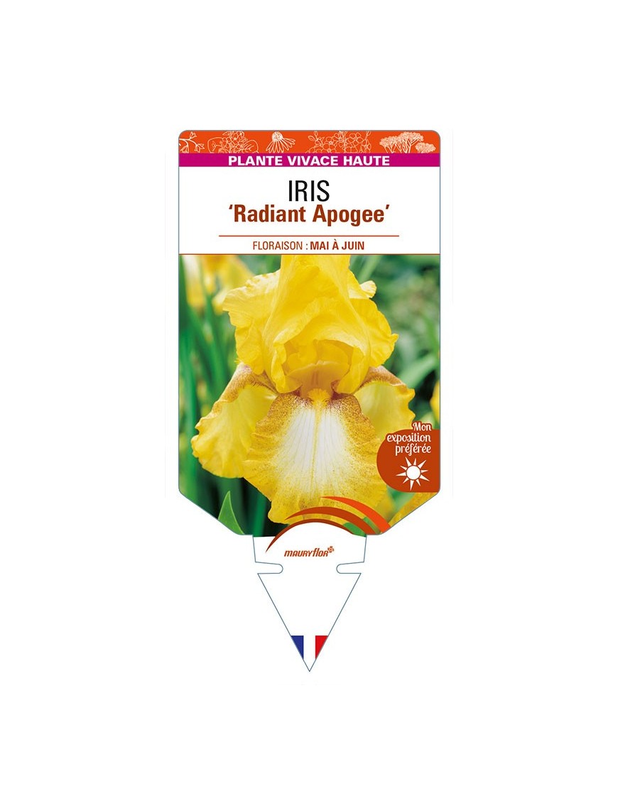 IRIS (germanica) 'Radiant Apogee'