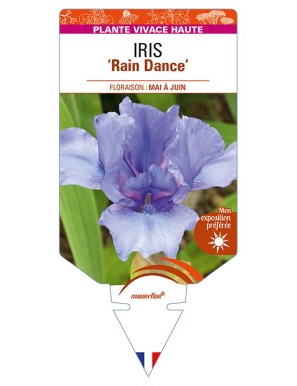 IRIS (germanica) 'Rain Dance'