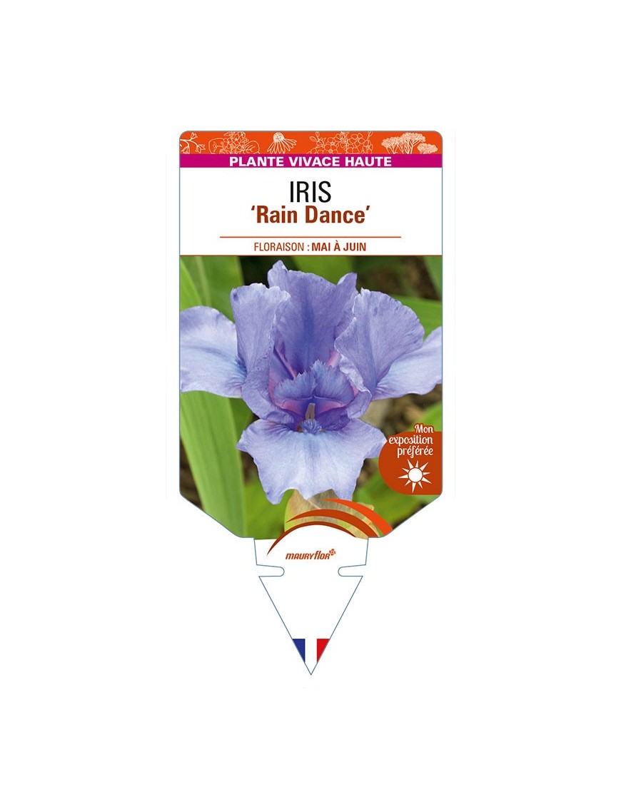 IRIS (germanica) 'Rain Dance'