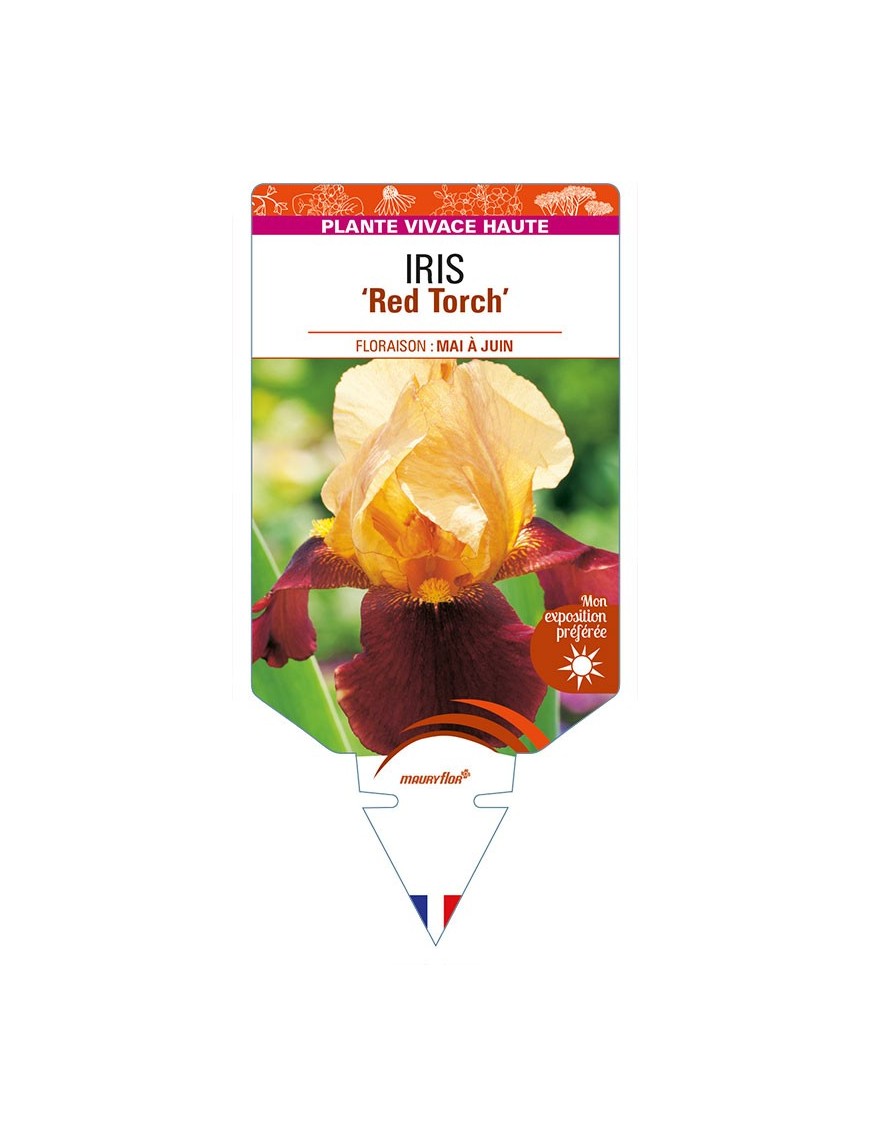 IRIS (germanica) 'Red Torch'