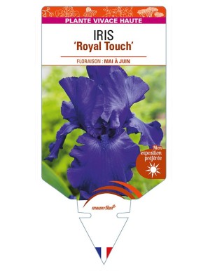 IRIS (germanica) 'Royal Touch'