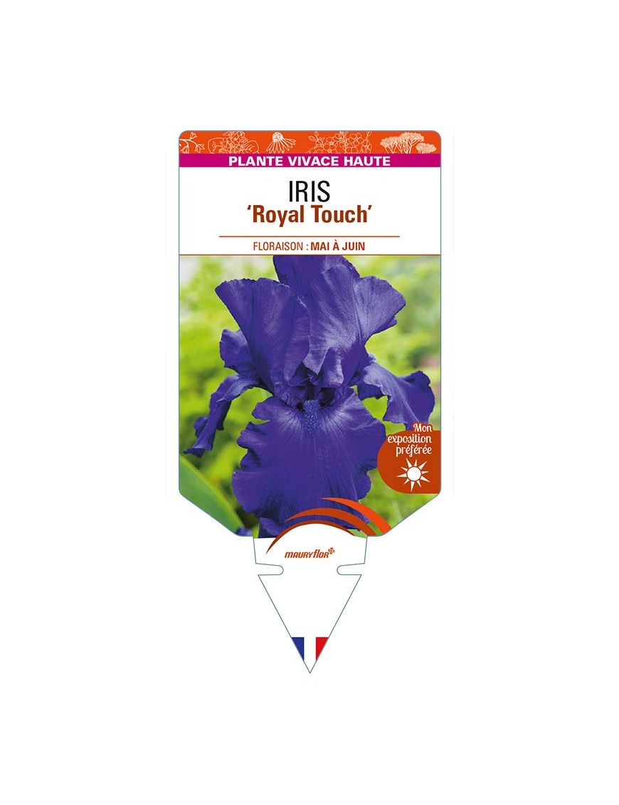 IRIS (germanica) 'Royal Touch'