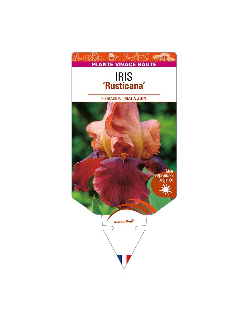 IRIS (germanica) 'Rusticana'