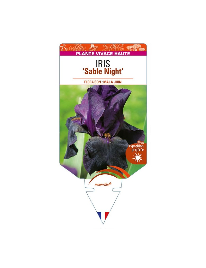 IRIS (germanica) 'Sable Night'