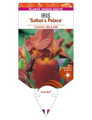 IRIS (germanica) 'Sultan's Palace'
