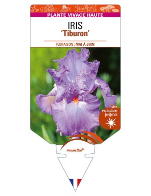 IRIS (germanica) 'Tiburon'