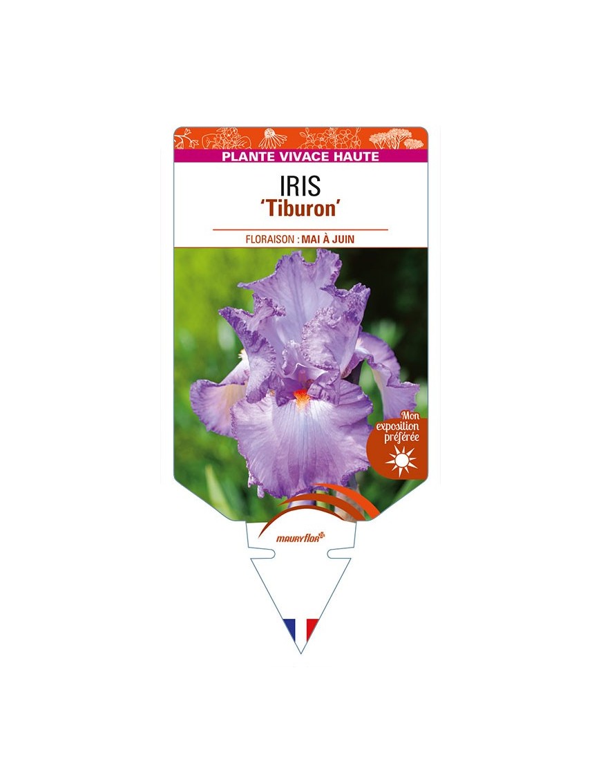 IRIS (germanica) 'Tiburon'