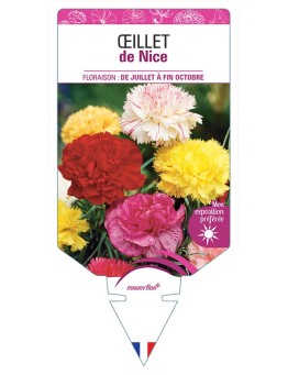 OEILLET DE NICE (VARIÉ)