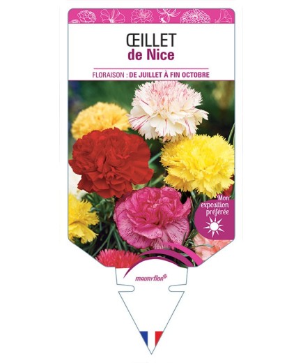 OEILLET DE NICE (VARIÉ)