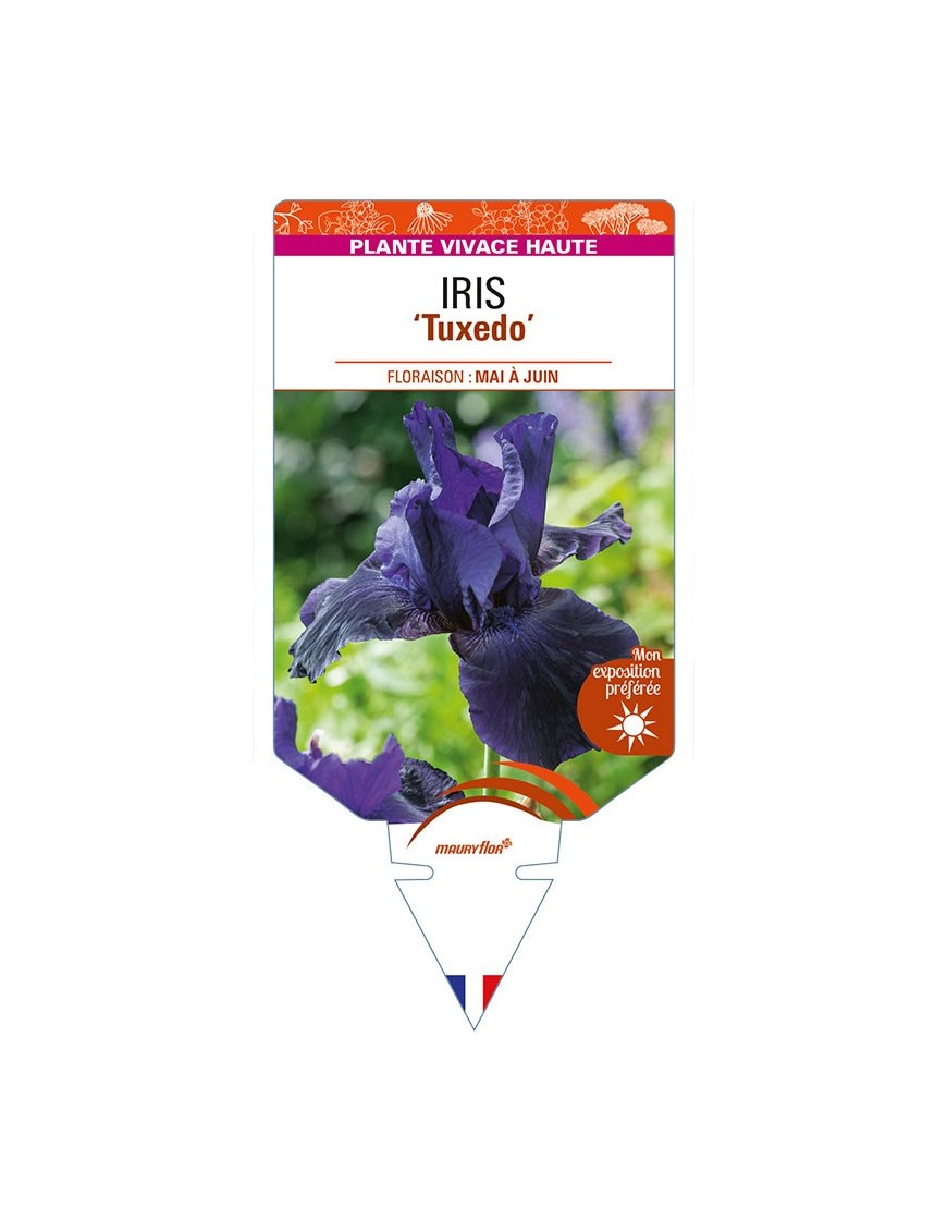 IRIS (germanica) 'Tuxedo'