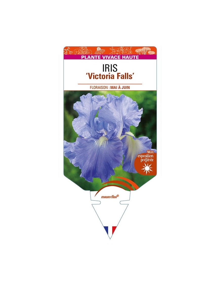 IRIS (germanica) 'Victoria Falls'