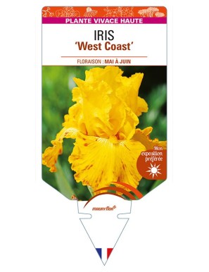 IRIS (germanica) 'West Coast'