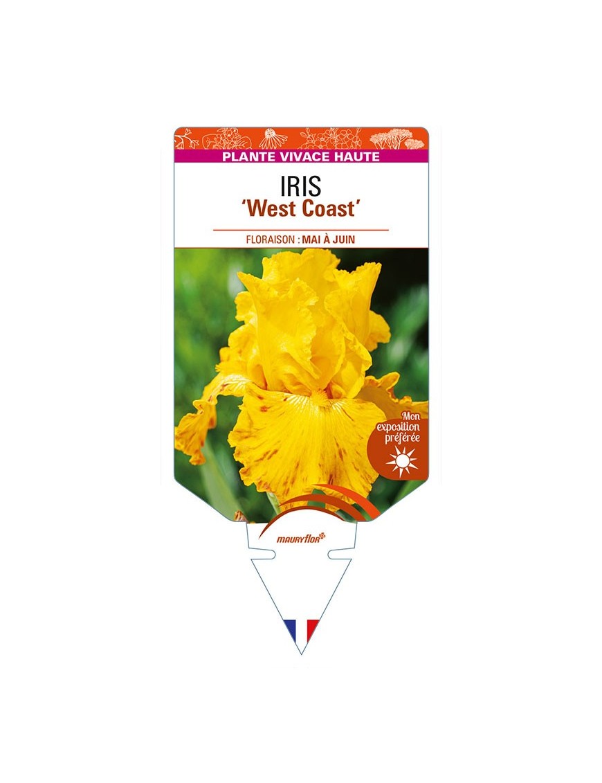 IRIS (germanica) 'West Coast'