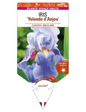 IRIS (germanica) 'Yolande d'Anjou'