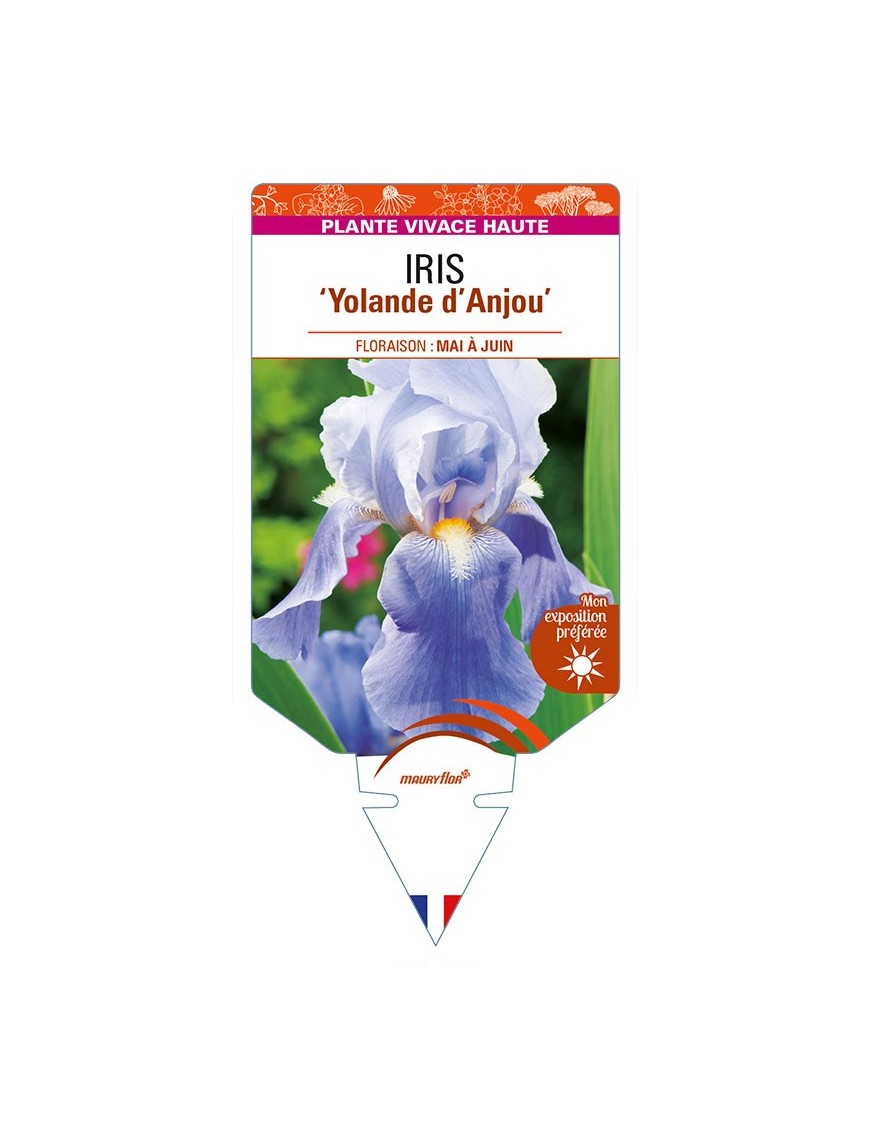IRIS (germanica) 'Yolande d'Anjou'