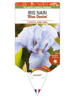 IRIS NAIN (lilliput) 'Blue Denim'