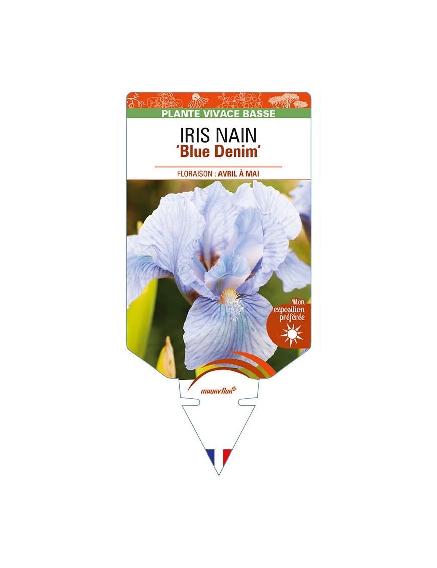 IRIS NAIN (lilliput) 'Blue Denim'