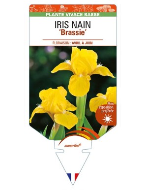 IRIS NAIN (lilliput) 'Brassie'