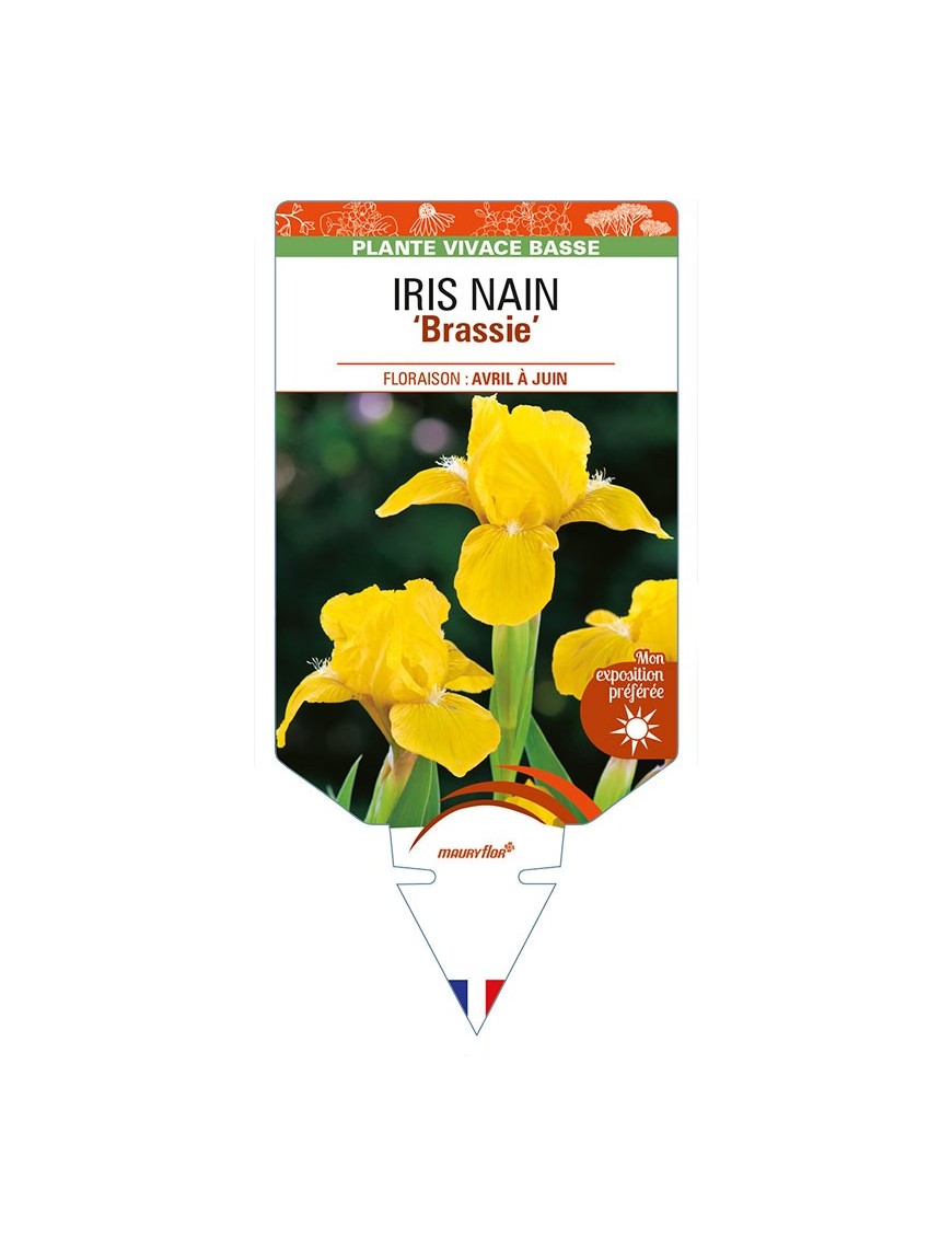 IRIS NAIN (lilliput) 'Brassie'