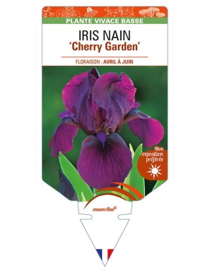 IRIS NAIN (lilliput) 'Cherry Garden'