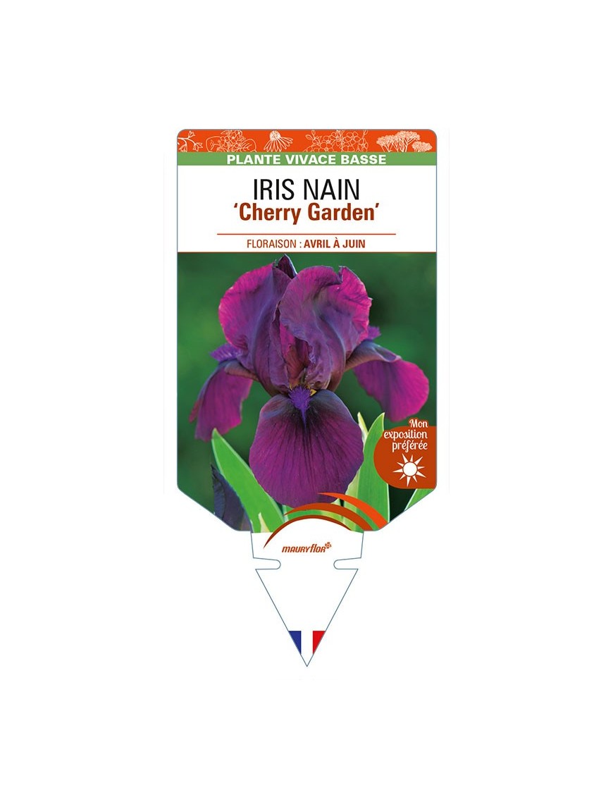 IRIS NAIN (lilliput) 'Cherry Garden'
