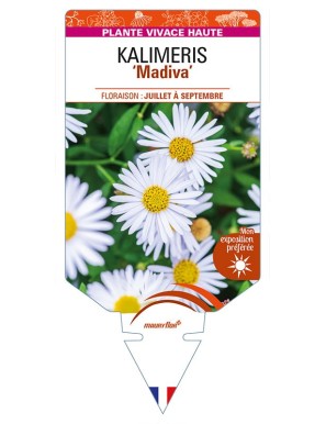 KALIMERIS (incisa) 'Madiva'