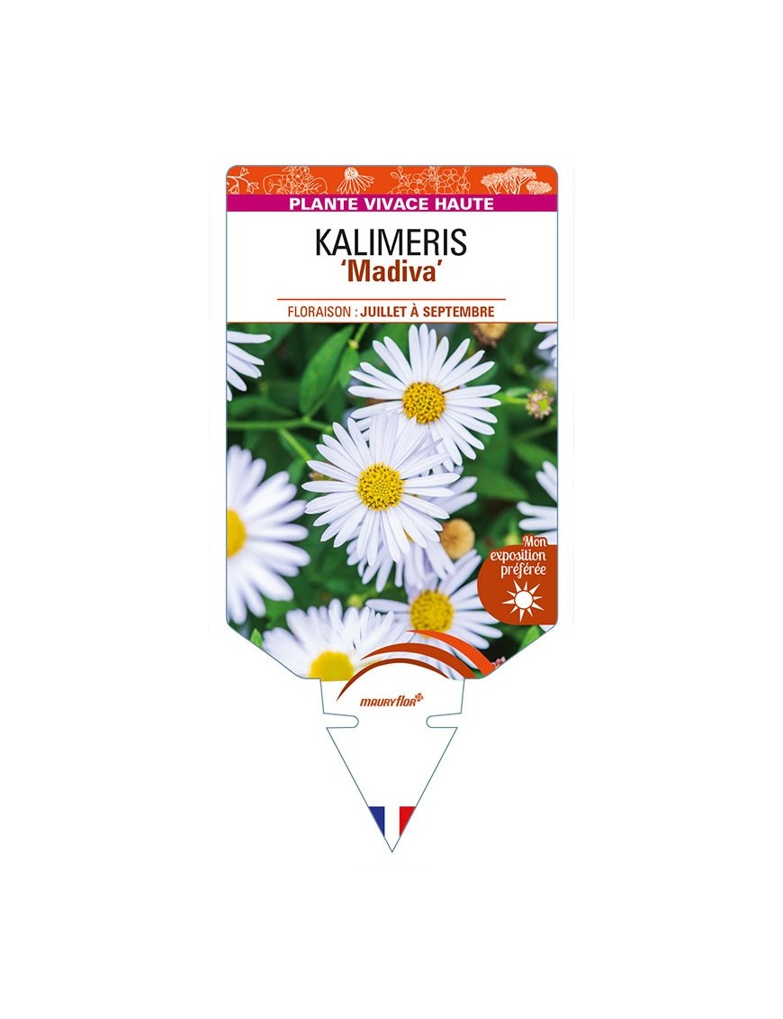 KALIMERIS (incisa) 'Madiva'