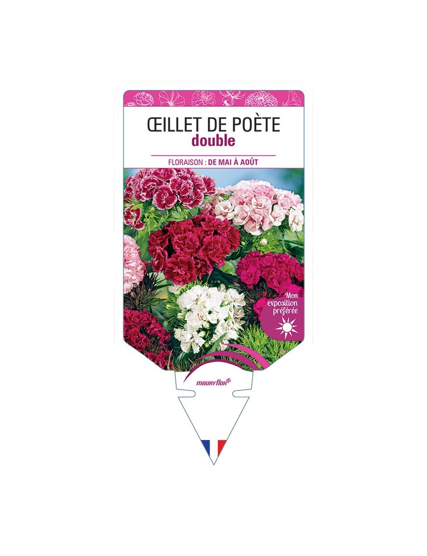 ŒILLET DE POÈTE DOUBLE (VARIÉ)